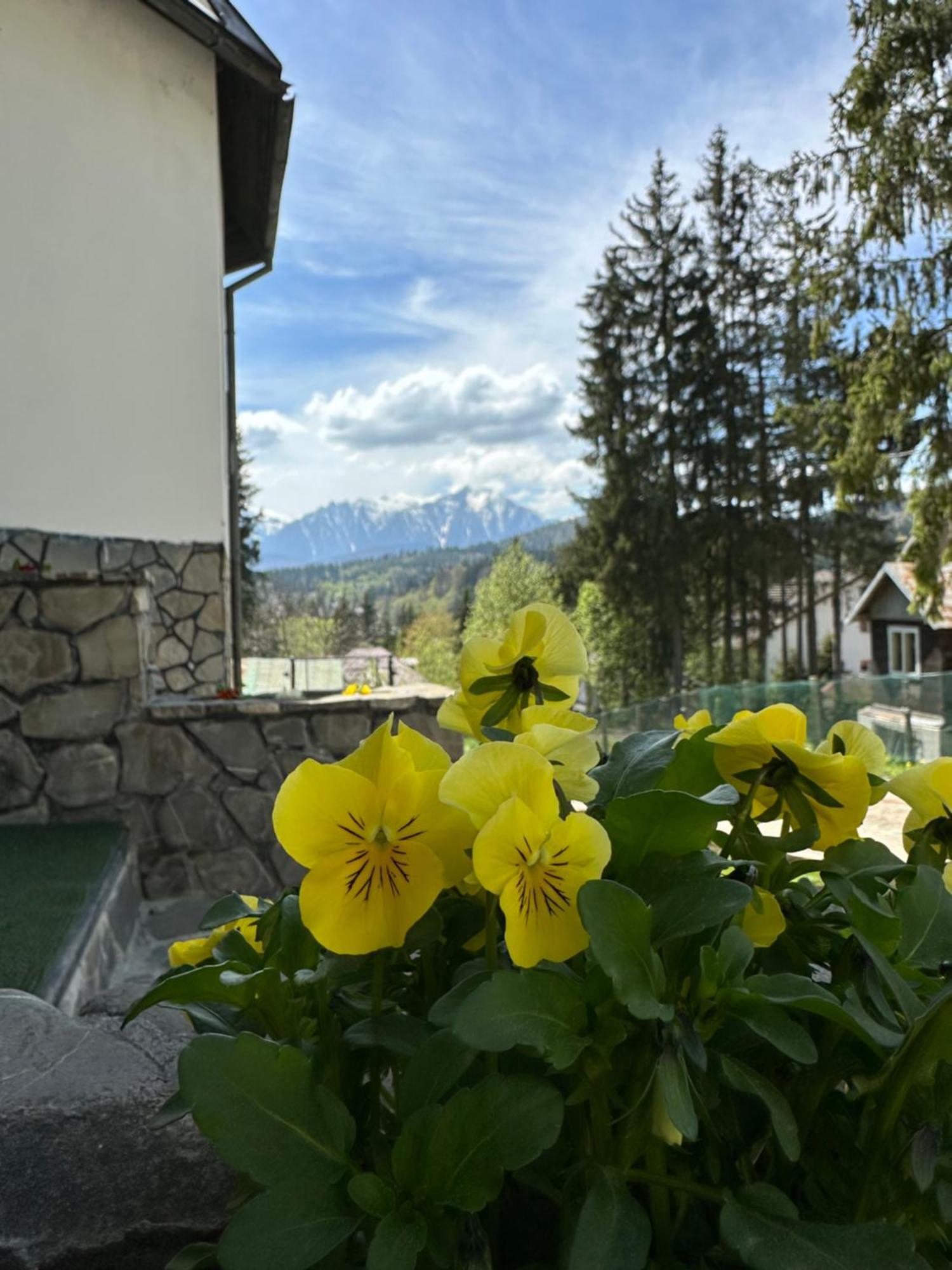Pine Peak Apartments プレデアル エクステリア 写真